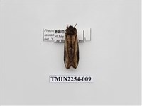 藏品(臺劍舟蛾)的圖片